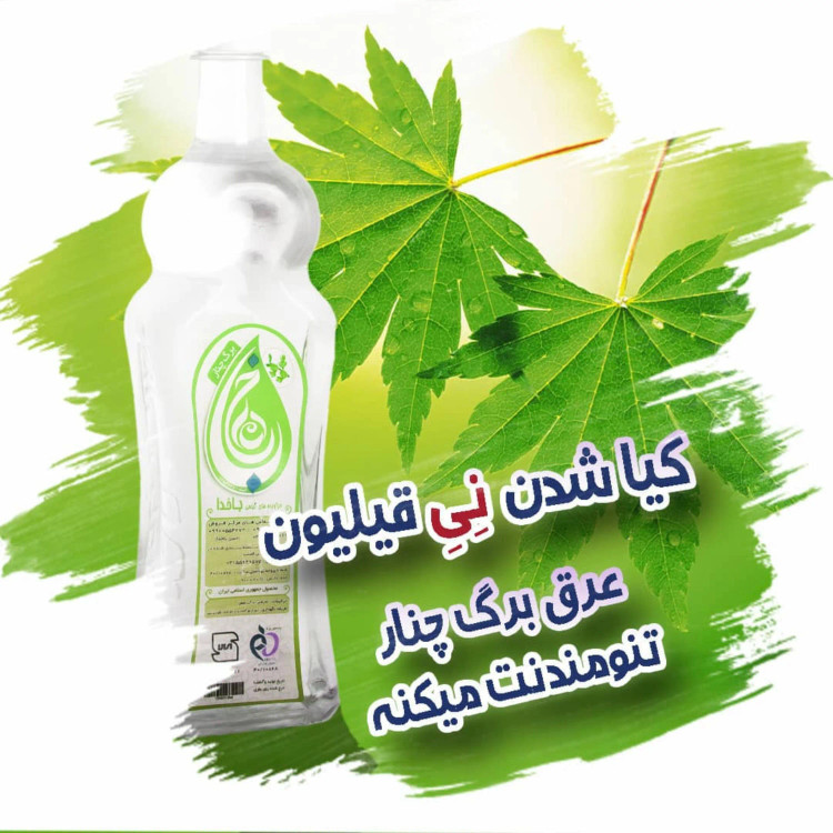 عرق برگ چنار ، خرید برگ چنار