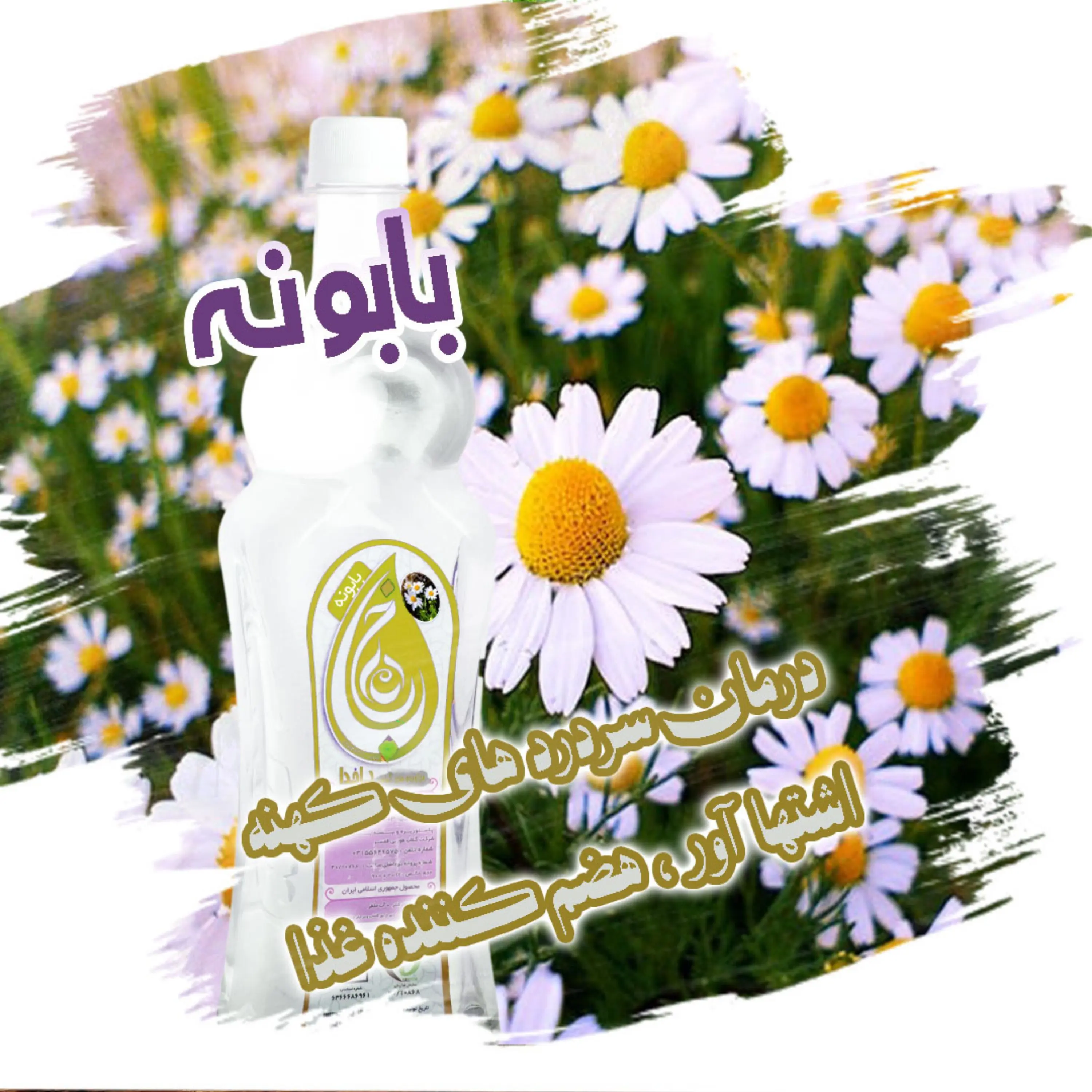 بابونه ، عرق بابونه